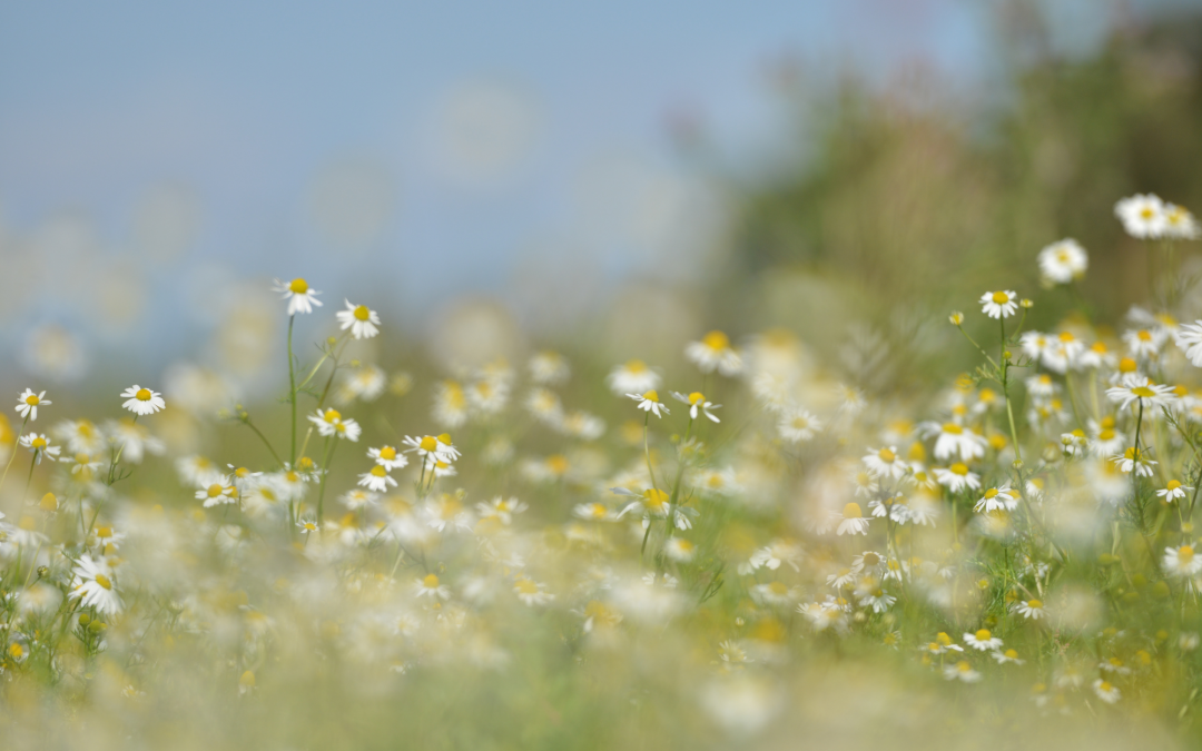 Trinity Weekly – May 15, 2022