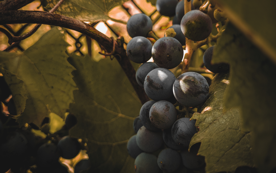 Trinity Weekly – August 21, 2022