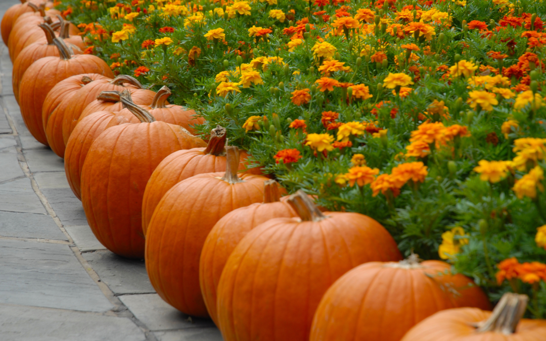 Trinity Weekly – October 16, 2022